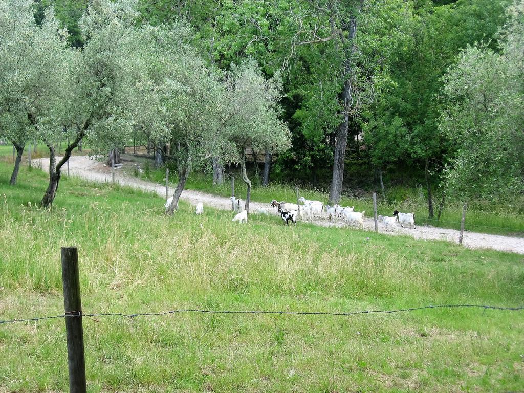 Tenuta La Bandita Sassetta Exterior foto