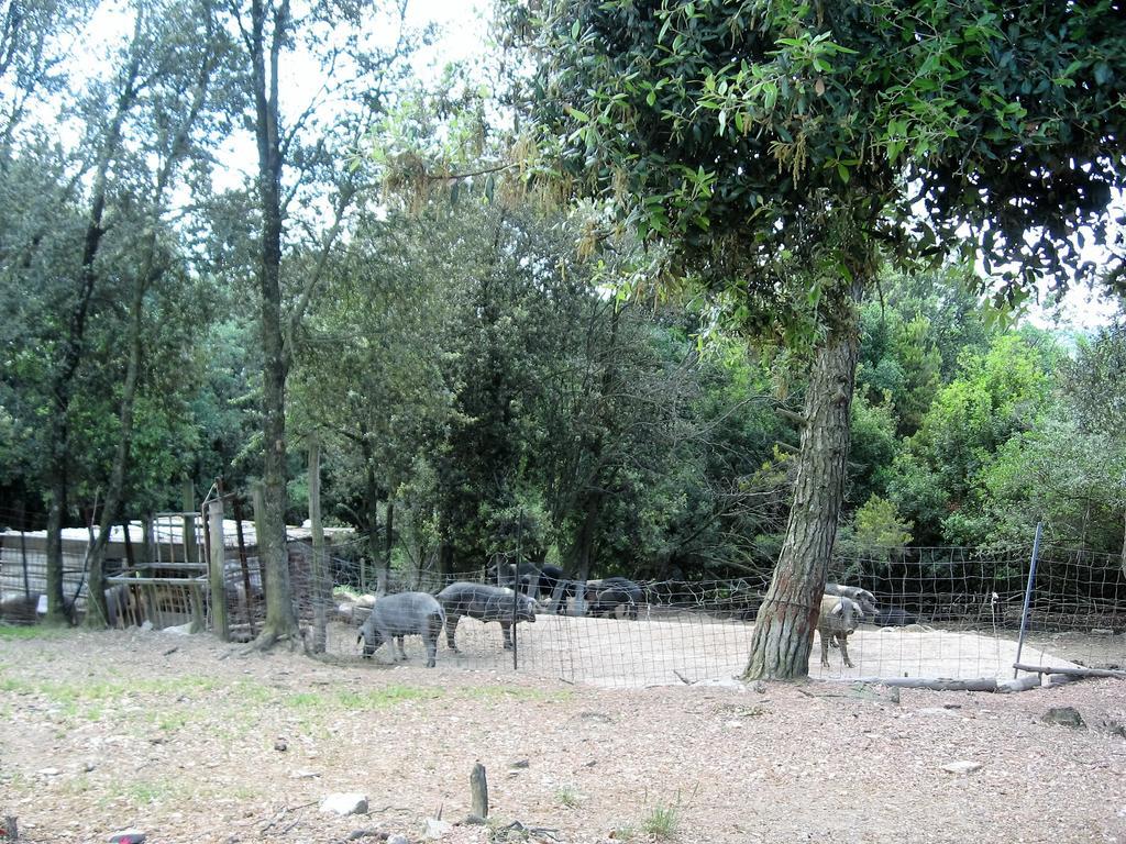 Tenuta La Bandita Sassetta Exterior foto